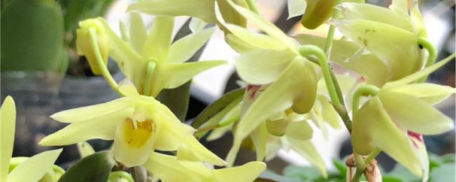 Cách ăn Dendrobium docinale, hướng dẫn cách ăn chính xác để ăn dendrobium dod