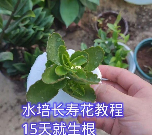 Changshouhua có thể được tưới nước gạo không? Changshouhua có thể được tưới nước gạo không?