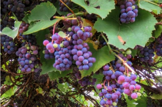 Cây nho là thân nào? Sự khác biệt giữa thân cây leo và thân cây cuộn dây là gì?