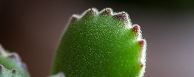 Con gấu có độc không? Phân tích đầy đủ về bảo trì gấu