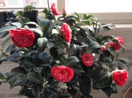 Tại sao chúng ta có thể nuôi Camellia tại nhà? Ý nghĩa và ý nghĩa tượng trưng của hoa trà