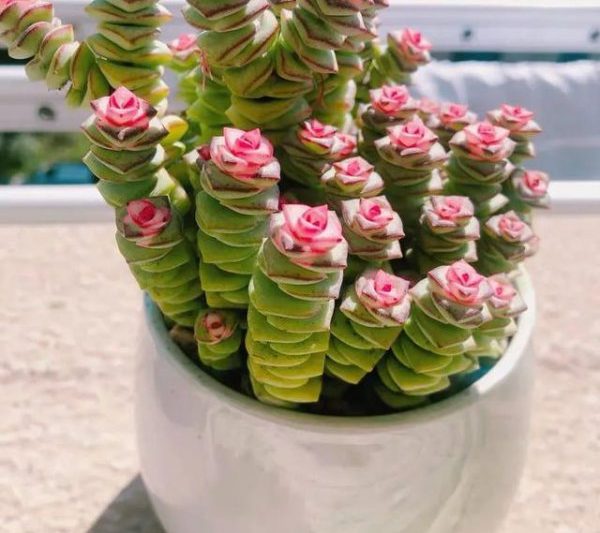 Làm thế nào để gây lệch tiền nhanh chóng và mạnh mẽ? Làm thế nào để giữ những cái xiên tiền nhanh chóng để chúng có thể phát triển mạnh mẽ