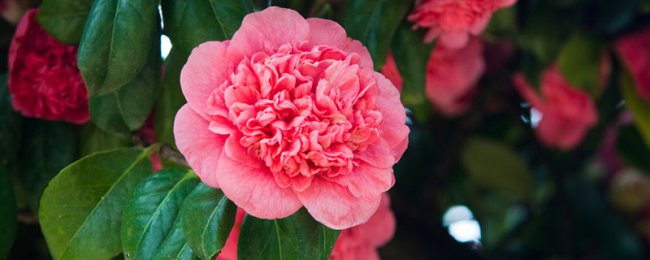 Camellia có độc không? Phân tích độc tính và ứng dụng an toàn của hoa trà