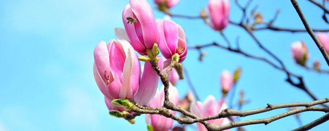 Mẹo bảo trì nhà cho Hoa Magnolia: Năm điểm chính để tạo ra hoa trên cây