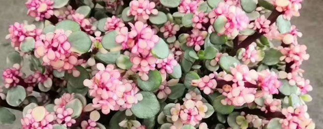 Kỹ năng bảo trì của khiêu vũ Yale, Phương pháp canh tác của Yale Dance Leaf