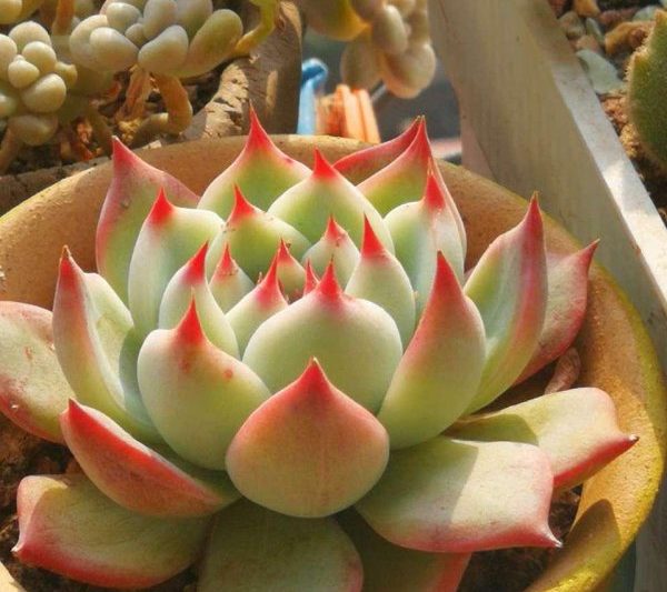 Làm thế nào để sinh sản Chihuahualaf? Làm thế nào để sinh sản Chihuahualaf?
Các bước để sinh sản Chihuahuali