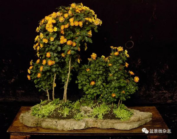 Kỹ thuật trồng chrysanthemum bonsai kỹ thuật trồng chrysanthemum