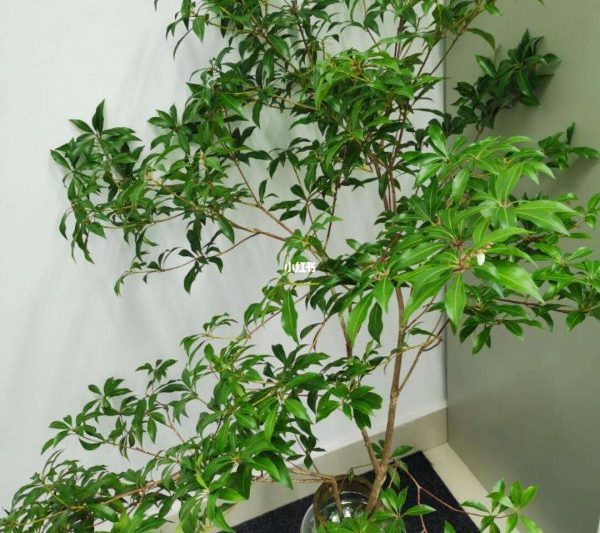 Feng Shui Taboos của ngựa say rượu Gỗ Feng Shuis Taboos của Cây Long não