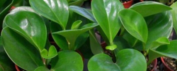 Nguyên nhân của Jasper rời khỏi sự chảy xệ. Nguyên nhân của lá màu ngọc lam chảy xệ.