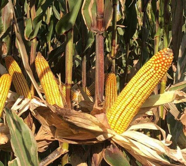 Giới thiệu về các loài ngô thứ 917 của Tóm tắt Zhongyuan về loài ngô thứ 917 của Zhongyuan