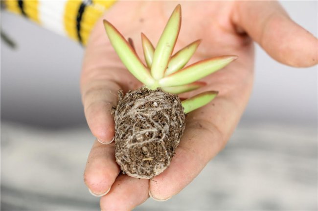Làm thế nào để tăng cân nhanh chóng nếu bạn gầy và mỏng? Giải thích chi tiết về các kỹ năng tăng cân mọng nước (2)