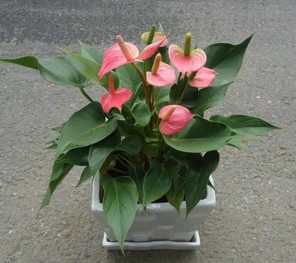 Làm thế nào để nuôi những con sếu trên cùng hoa màu đỏ làm thế nào để trồng cần cẩu hoa màu đỏ hàng đầu để trồng những bông hoa màu đỏ hàng đầu