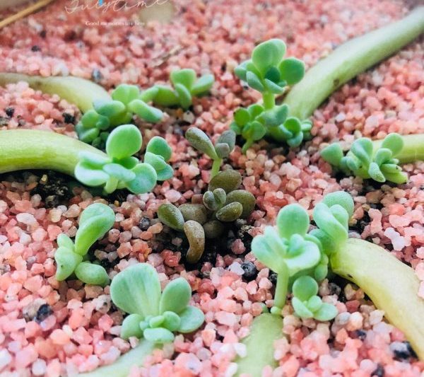 Aphrodisiacs có thể được sử dụng trong chèn lá mọng nước không? Là chèn lá mọng nước phù hợp để sử dụng trong hormone mọng nước?