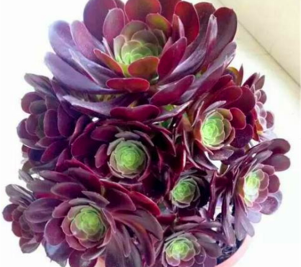 Bao lâu thì nước đen? Bao lâu thì nước đen?