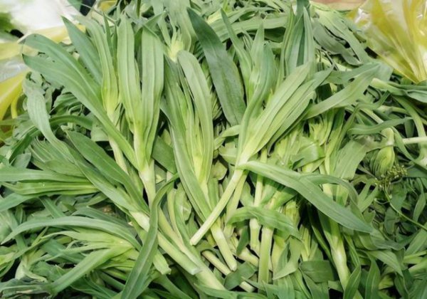 Những loại rau phù hợp cho đất màu vàng? Những loại rau phù hợp cho hoàng thổ?