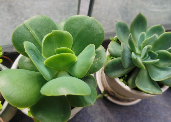 Cách kiểm soát các loài mọng nước và dạy bạn cách duy trì đúng cách (2)