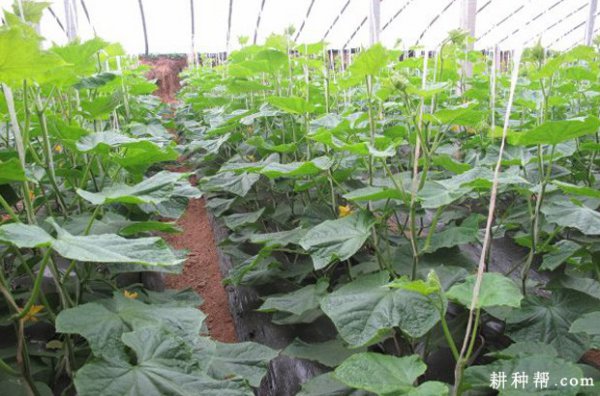 Phân bón nào là tốt cho việc trồng dưa chuột? Phân bón nào phù hợp để sử dụng dưa chuột?