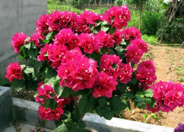 Bạn có cần di chuyển trong nhà vào mùa đông? Bạn sẽ bị đóng băng đến chết? Giới thiệu về các loại thực vật sợ hãi (3)