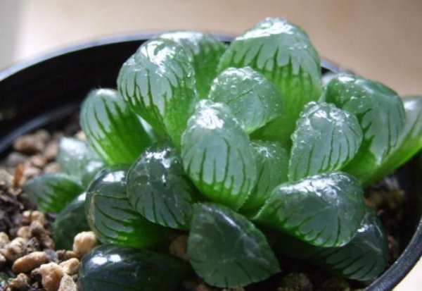 Làm thế nào để nâng Jade Dew để làm cho nó đầy đủ? Dạy cho bạn những lời khuyên để duy trì Jade Dew