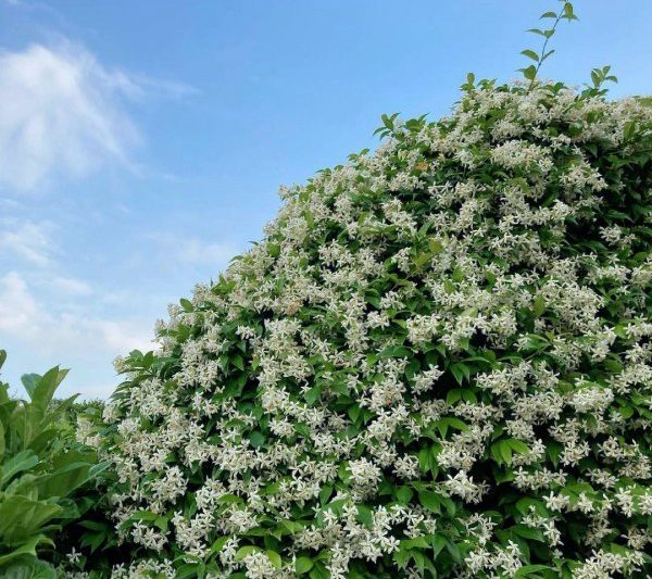 Jasmine có thể nở hoa sau khi leo dây leo không? Nó nở trên dây leo nhài?