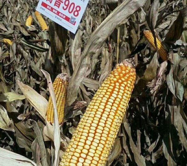 Giới thiệu về RIP 908 Corn giống tổng quan về các giống ngô RIP 908