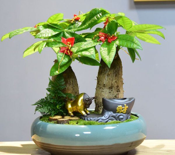 Những cây nào có thể mang lại sự giàu có ở nhà? Những cây nào có thể mang lại sự giàu có ở nhà?