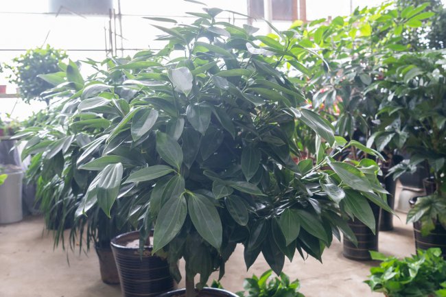 Bảo vệ sự giàu có và cây xanh, ba loại cây tốt lành trong ngôi nhà thịnh vượng (2)