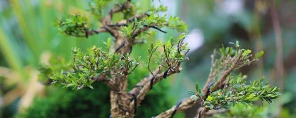 Làm thế nào để nâng cao cây cảnh bằng gỗ hoàng dương? Cách nâng cao cây cảnh gỗ và phòng ngừa