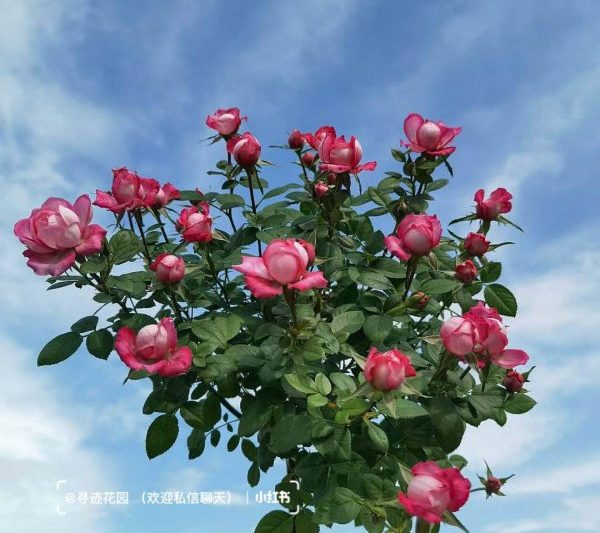 Khi nào là thời điểm thích hợp để cắt tỉa ouyue? Khi nào là thời điểm thích hợp để cắt tỉa ouyue?