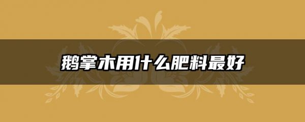 Phân bón nào là tốt nhất cho gỗ cọ ngỗng? Phân bón nào là tốt nhất cho gỗ cọ ngỗng?