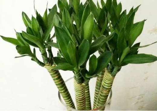 Có bao nhiêu mảnh Phong thủy là tốt cho Dragon Tre? Ai là phù hợp để nâng cao nó?