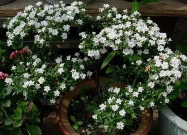 Làm thế nào để duy trì bông tuyết vào tháng 6? Làm thế nào để nhân giống trong chậu tuyết và các biện pháp phòng ngừa
