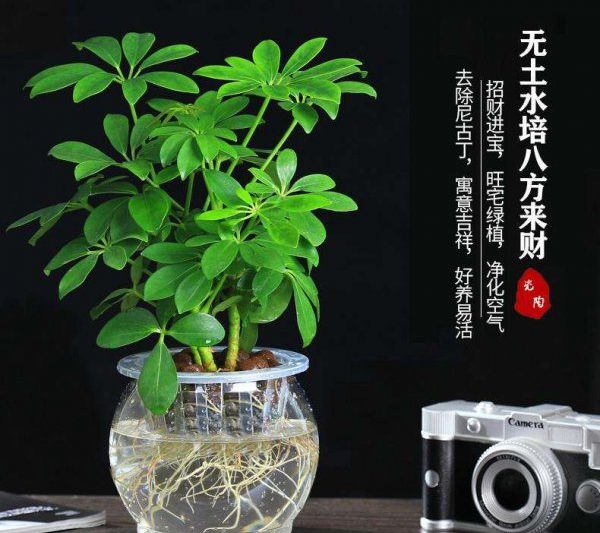 Hiệu ứng phong thủy và những điều cấm kị của các hiệu ứng phong thủy Lotus bảy lá và các biện pháp phòng ngừa của các hiệu ứng phong thủy Lotus Sen-lá và vị trí của Lotus Lotus bảy lá