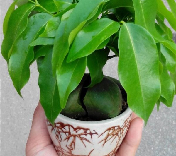 Làm thế nào để tăng thỏi tốt? Làm thế nào để nhanh chóng tăng giá trị của thỏi?