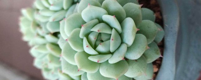 Các loài mọng nước đêm yên tĩnh, kỹ thuật bảo trì đêm yên tĩnh và điểm quản lý bốn mùa
