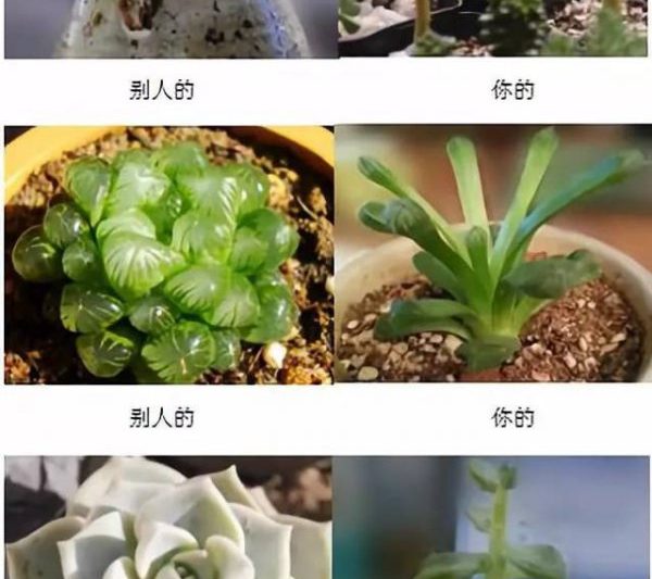 Subculents phát triển nhanh và chậm. Subculents phát triển nhanh và chậm.