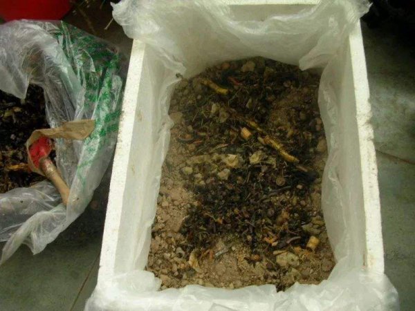 Vỏ đậu rộng có thể được sử dụng làm phân bón không? Vỏ đậu rộng có thể được sử dụng làm phân bón không?
