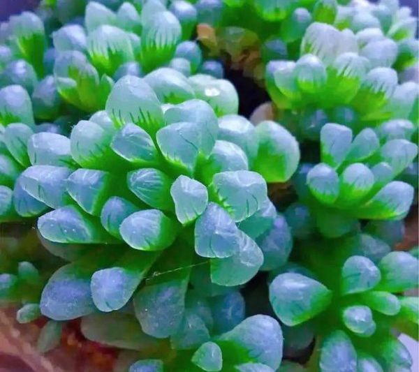 Làm thế nào để khôi phục màu của loài mọng nước để xanh? Làm thế nào để khôi phục màu của loài mọng nước để xanh?