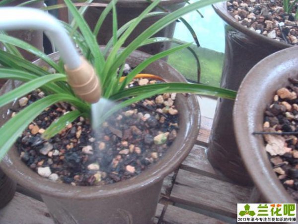 Bonsai có thể được tưới bằng cây cảnh không? Bonsai có thích hợp cho cây chậu không?