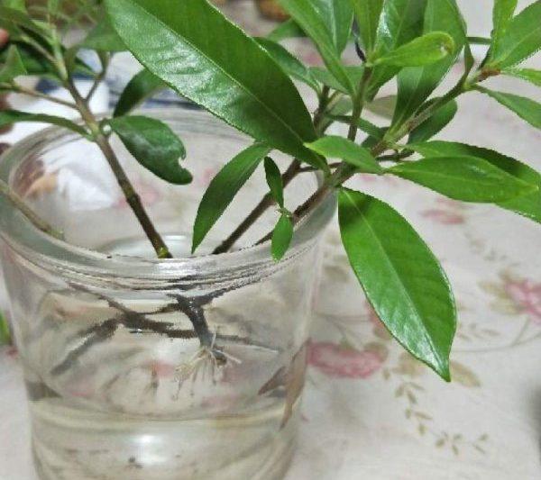 Tea Water Water Gardenia có thể không? Nước trà có phù hợp để tưới hoa điên hơn không?