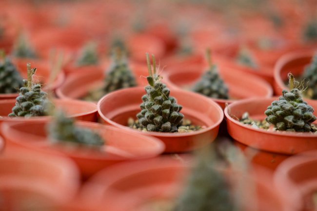 Làm thế nào để mọng nước thu thập năm phước lành? Hướng dẫn duy trì các loài mọng nước cho năm mới (2)