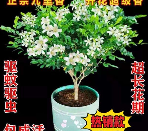 Các tác động và chức năng của cây Jiulixiang