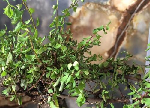Phương pháp nhân giống của cây cảnh vàng đóng gói sắt. Phương pháp nhân giống và các biện pháp phòng ngừa của cây cảnh vàng đóng gói sắt.