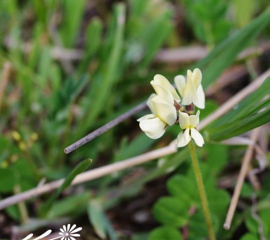 Giới thiệu về Huanghua Gaoshan Beans Bean Huanghua Gaoshan là gì?