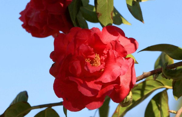 Khi nào Camellia nở? Giới thiệu về thời kỳ hoa non của hoa