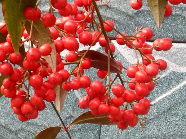 Trái cây đậu đỏ bao nhiêu năm? Trái cây gấu đậu đỏ bao nhiêu năm