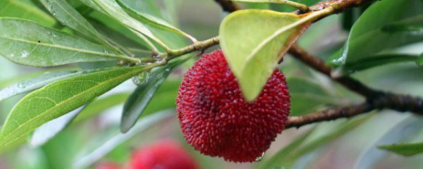 Những trái cây nào phù hợp để trồng vào tháng 6? Trái cây nào tốt hơn để trồng vào tháng 6