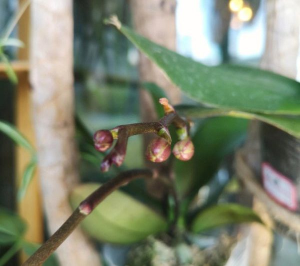 Các chồi hoa lan phalaenopsis có thể phục hồi nếu chúng bị tụt lại không? Phalaenopsis có thể phục hồi chồi không?