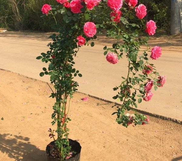 Hoa hồng nở hoa bao nhiêu lần trong một năm cho cô bé của Fujimoto Bloom trong một năm? Hoa hồng nở hoa bao nhiêu lần trong một năm cho cô bé của Fujimoto Bloom?