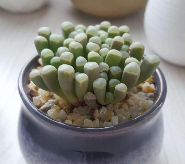 Phải làm gì nếu Isuzu đang phát triển? Phải làm gì nếu Isuzu bị hỏng?